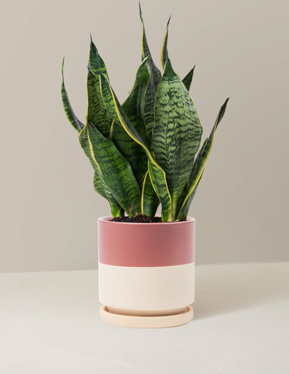  Snake Plant Futura Superba