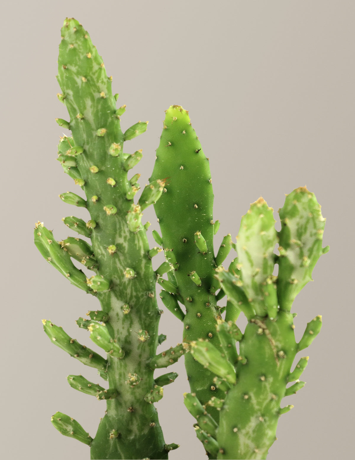 Variegated Prickly Pear Cactus ‘Joseph's Coat’