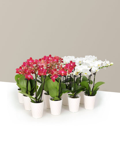  Orchid Party Pack, Set Of 12