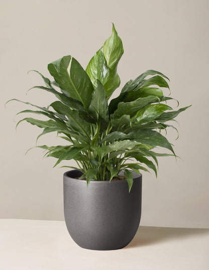  Peace Lily ‘Domino’