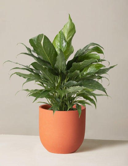  Peace Lily ‘Domino’