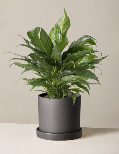  Peace Lily ‘Domino’