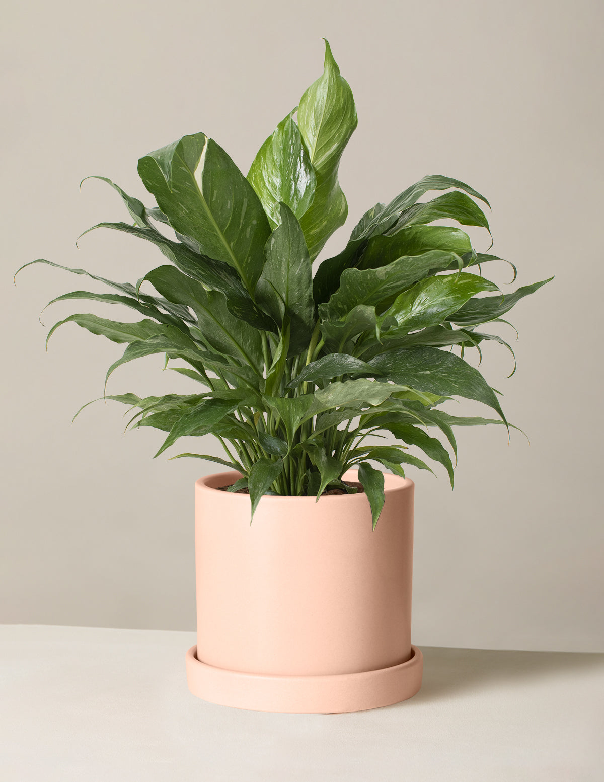  Peace Lily ‘Domino’
