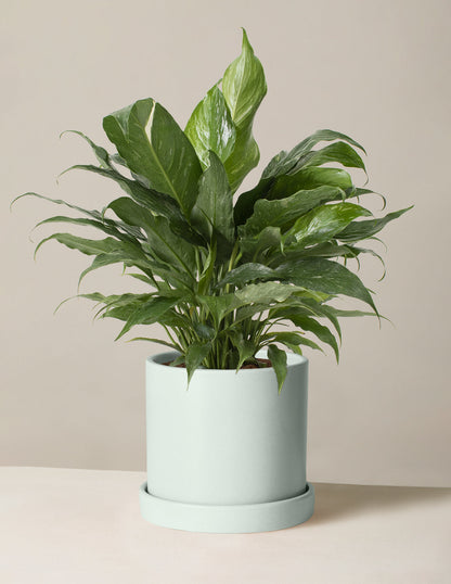  Peace Lily ‘Domino’