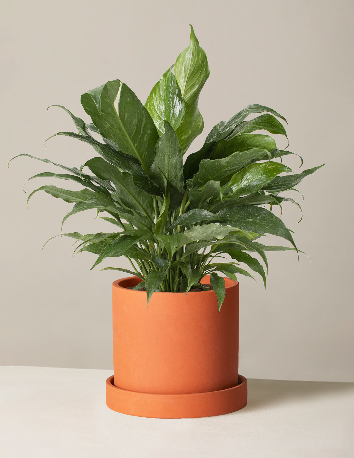  Peace Lily ‘Domino’
