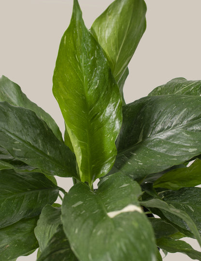  Peace Lily ‘Domino’