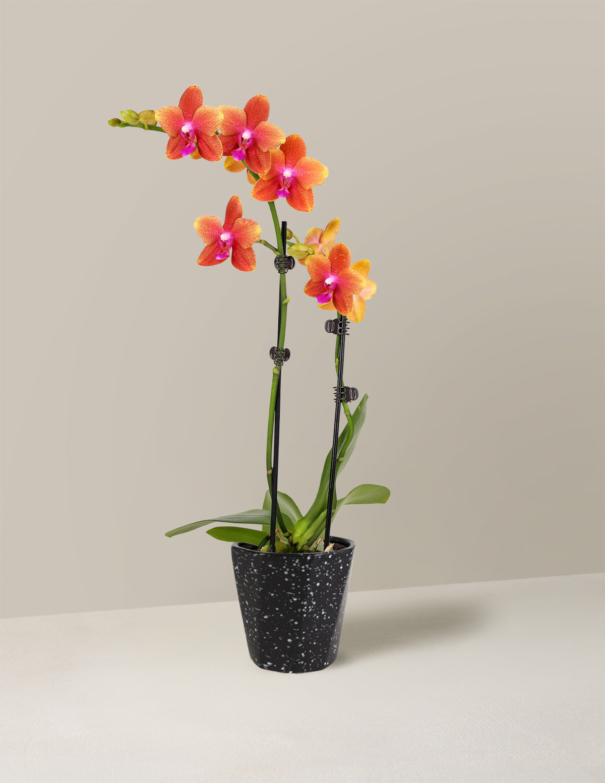  Petite Sunset Orchid