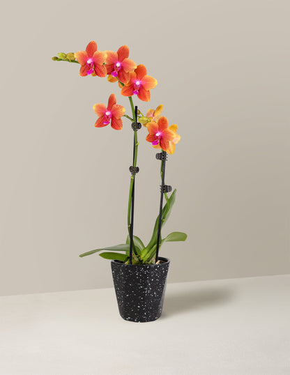  Petite Sunset Orchid