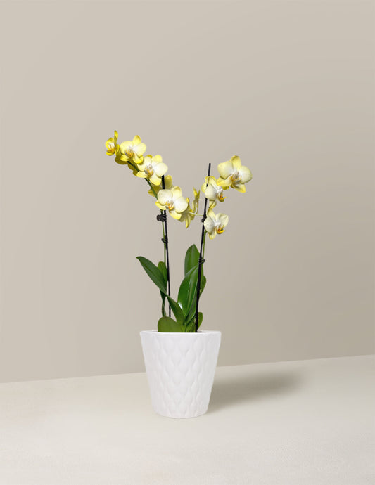  Petite Yellow Orchid