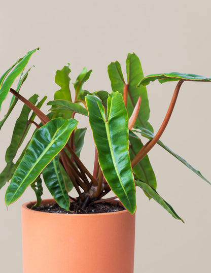  Philodendron Billietiae