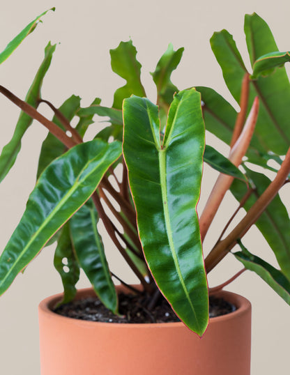  Philodendron Billietiae