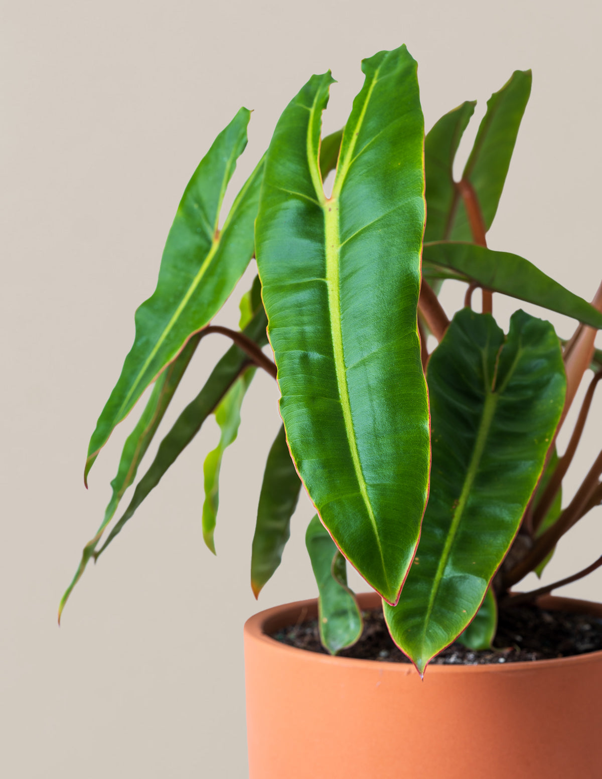  Philodendron Billietiae