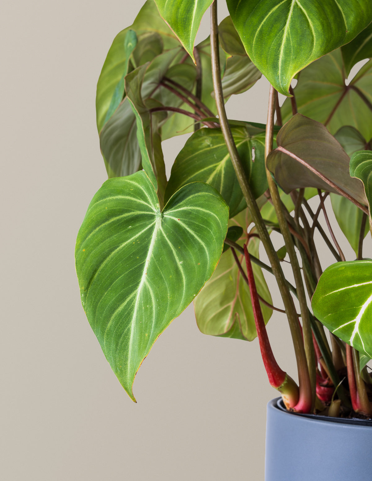  Philodendron Gloriosum