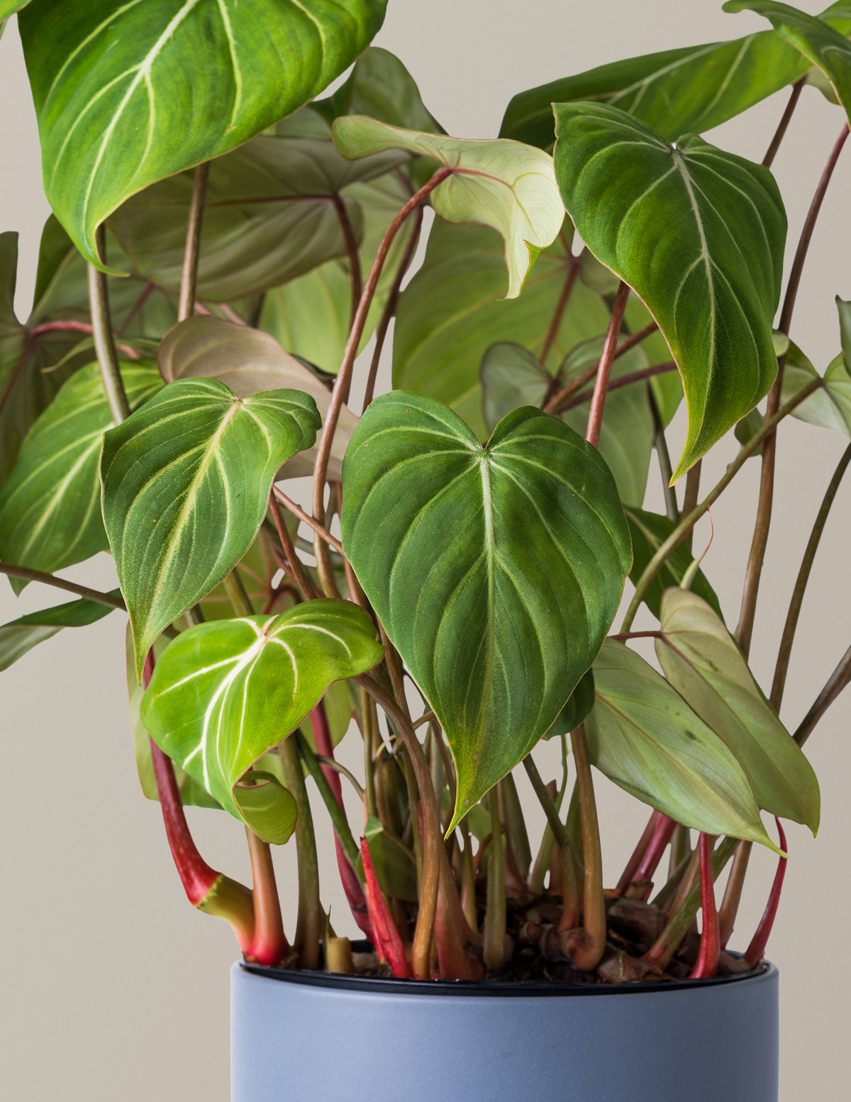  Philodendron Gloriosum