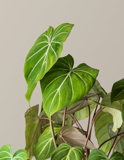  Philodendron Gloriosum