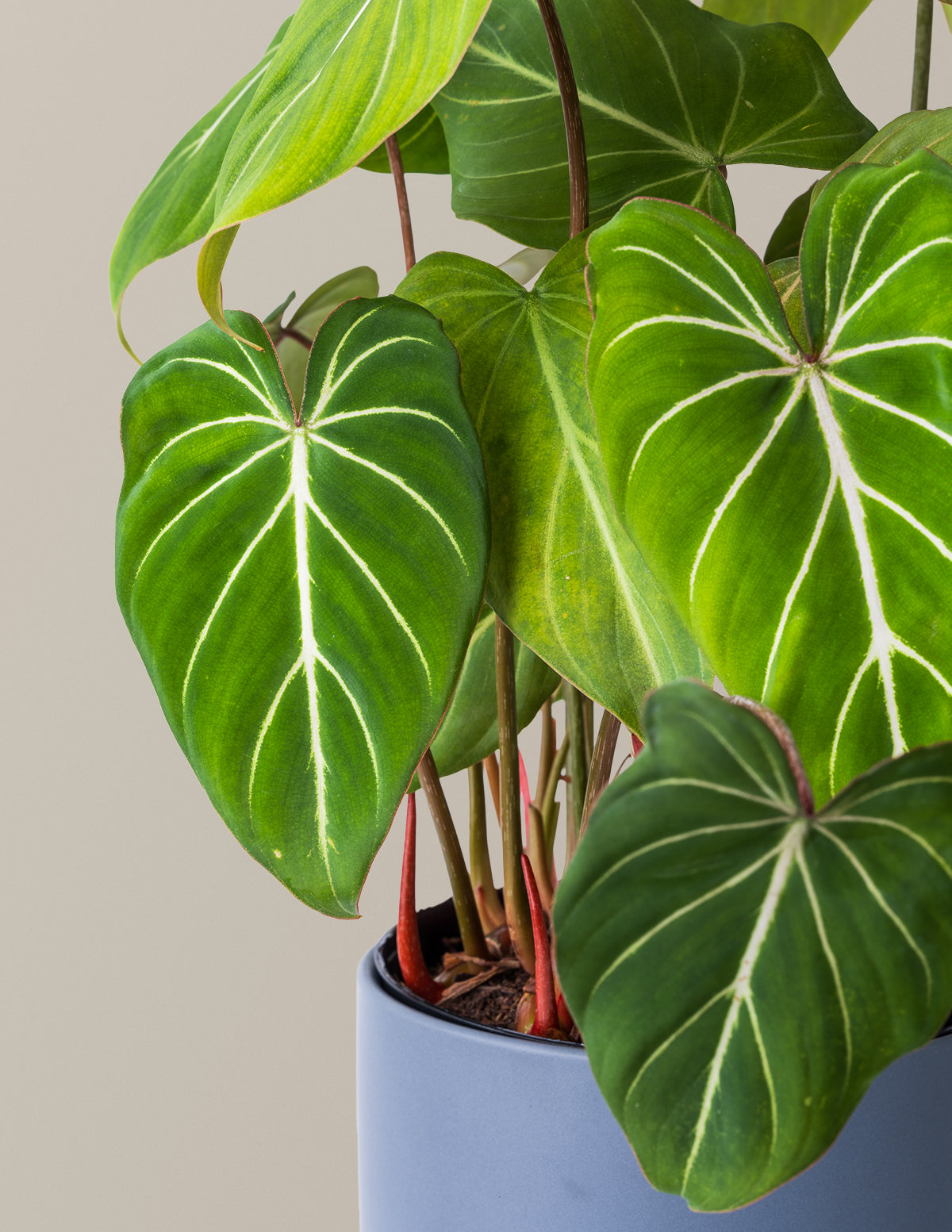  Philodendron Gloriosum