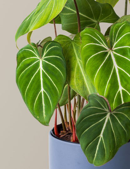  Philodendron Gloriosum