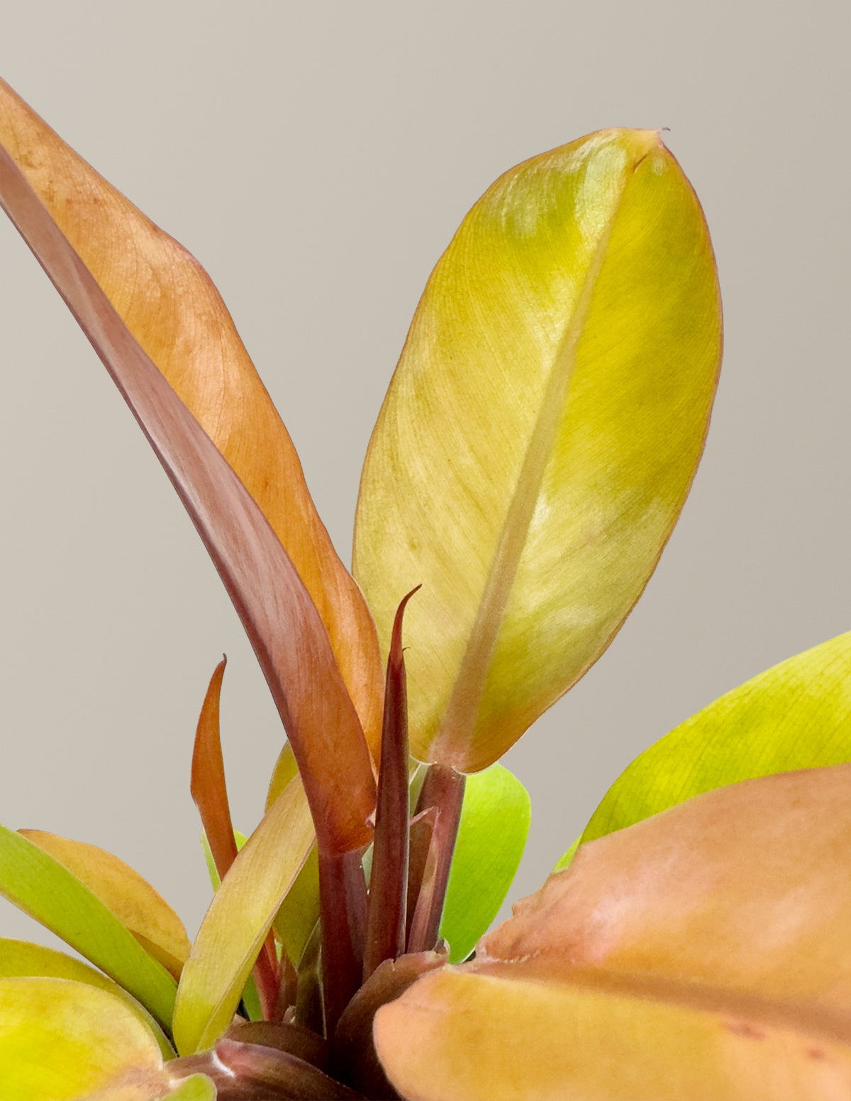  Philodendron Prince Of Orange