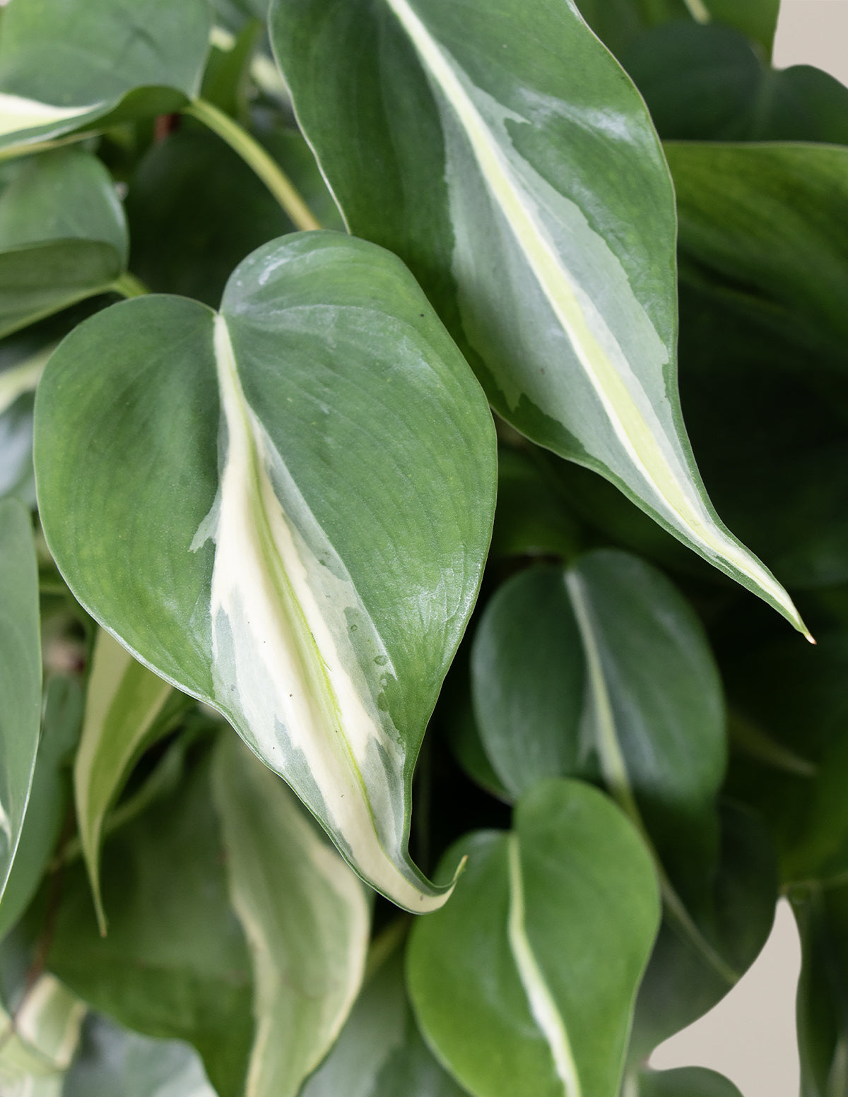  Philodendron Rio Hanging Basket