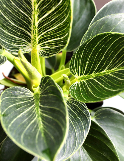  Philodendron Birkin