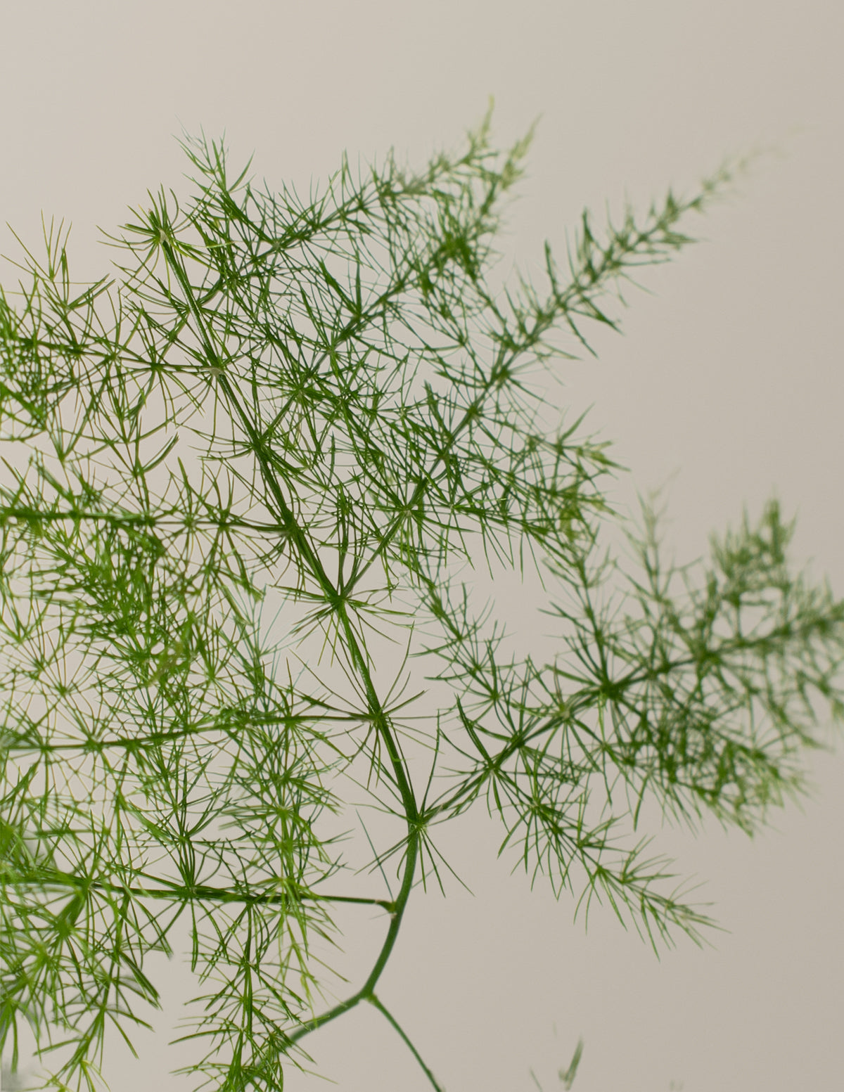  Plumosa Fern