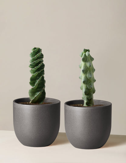  The Rare Cactus Duo