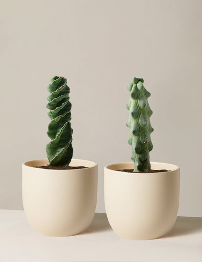  The Rare Cactus Duo