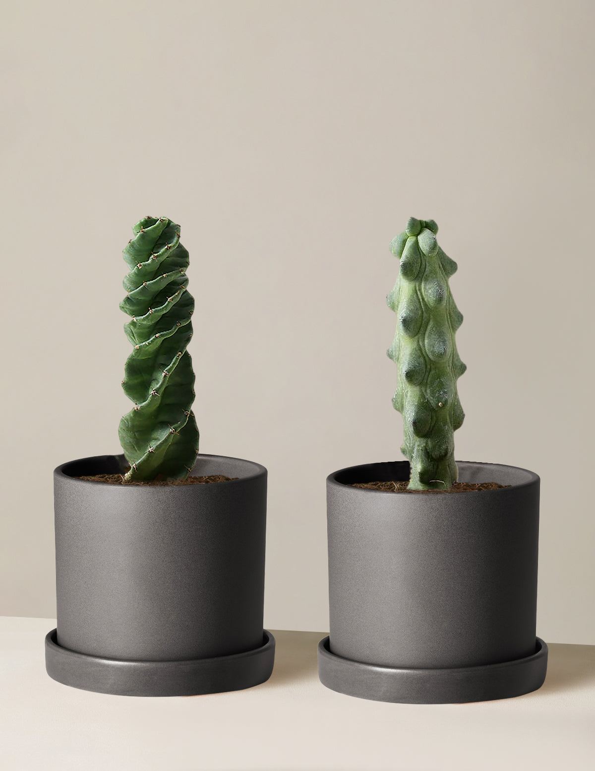  The Rare Cactus Duo