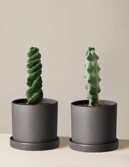  The Rare Cactus Duo