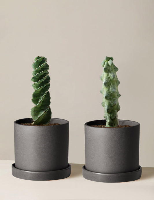  The Rare Cactus Duo