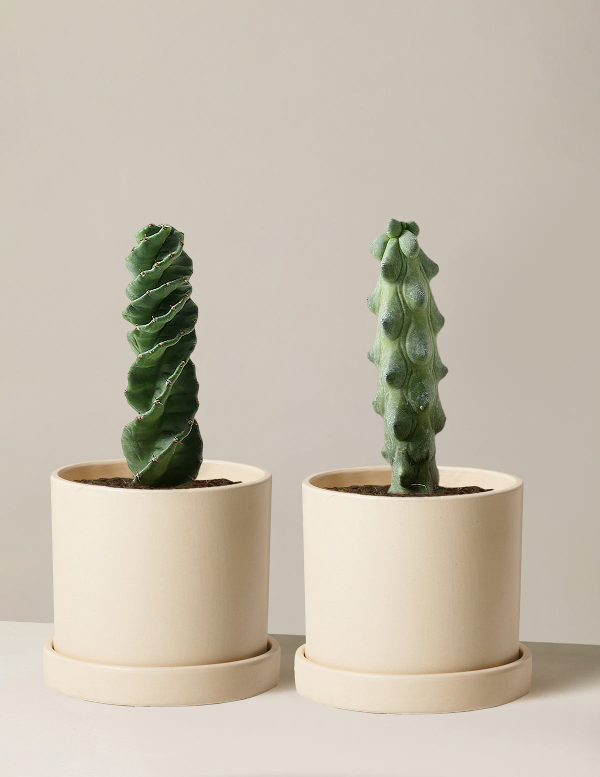  The Rare Cactus Duo