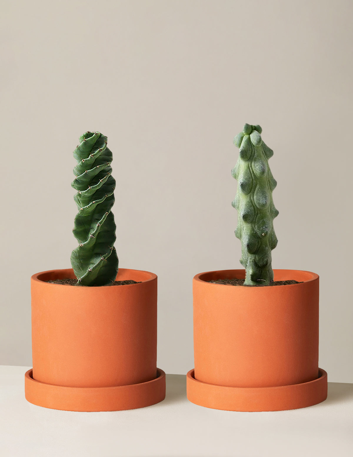  The Rare Cactus Duo