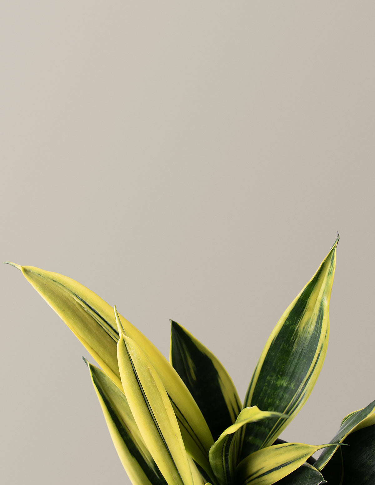  Snake Gold Flame