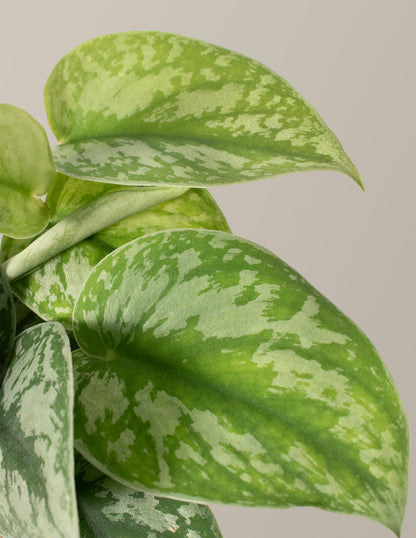  Satin Pothos
