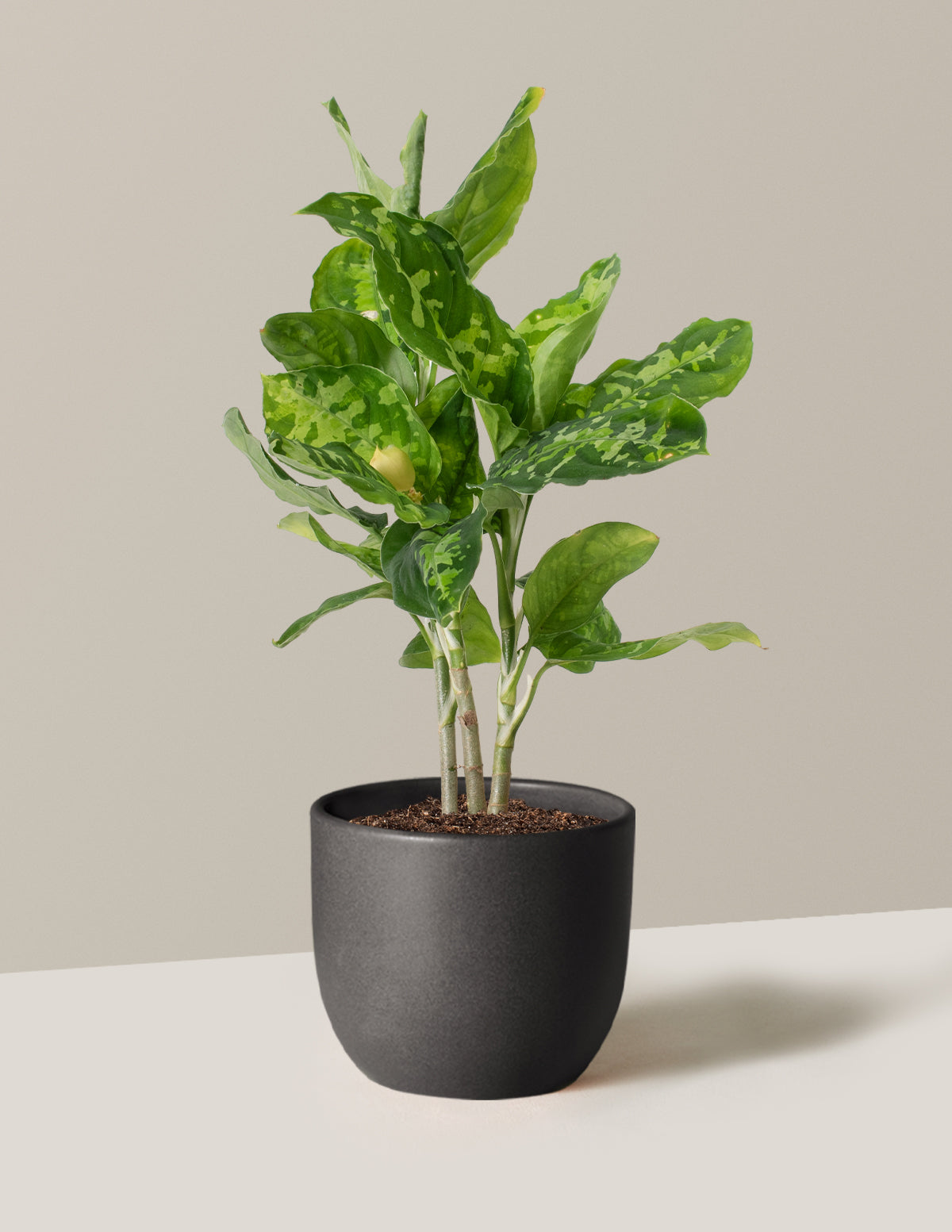  Aglaonema Pictum Tricolor