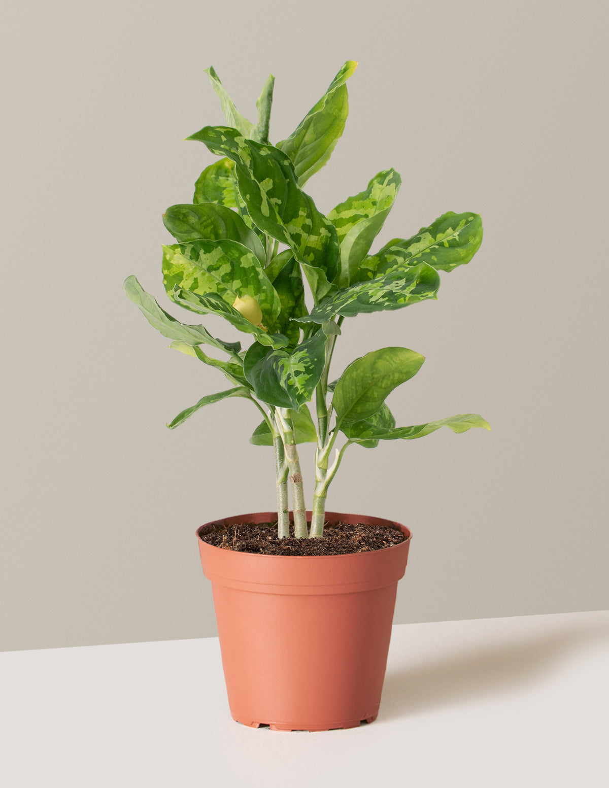  Aglaonema Pictum Tricolor