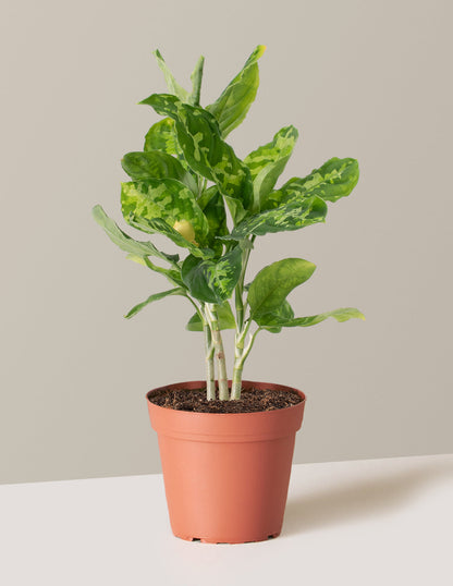  Aglaonema Pictum Tricolor