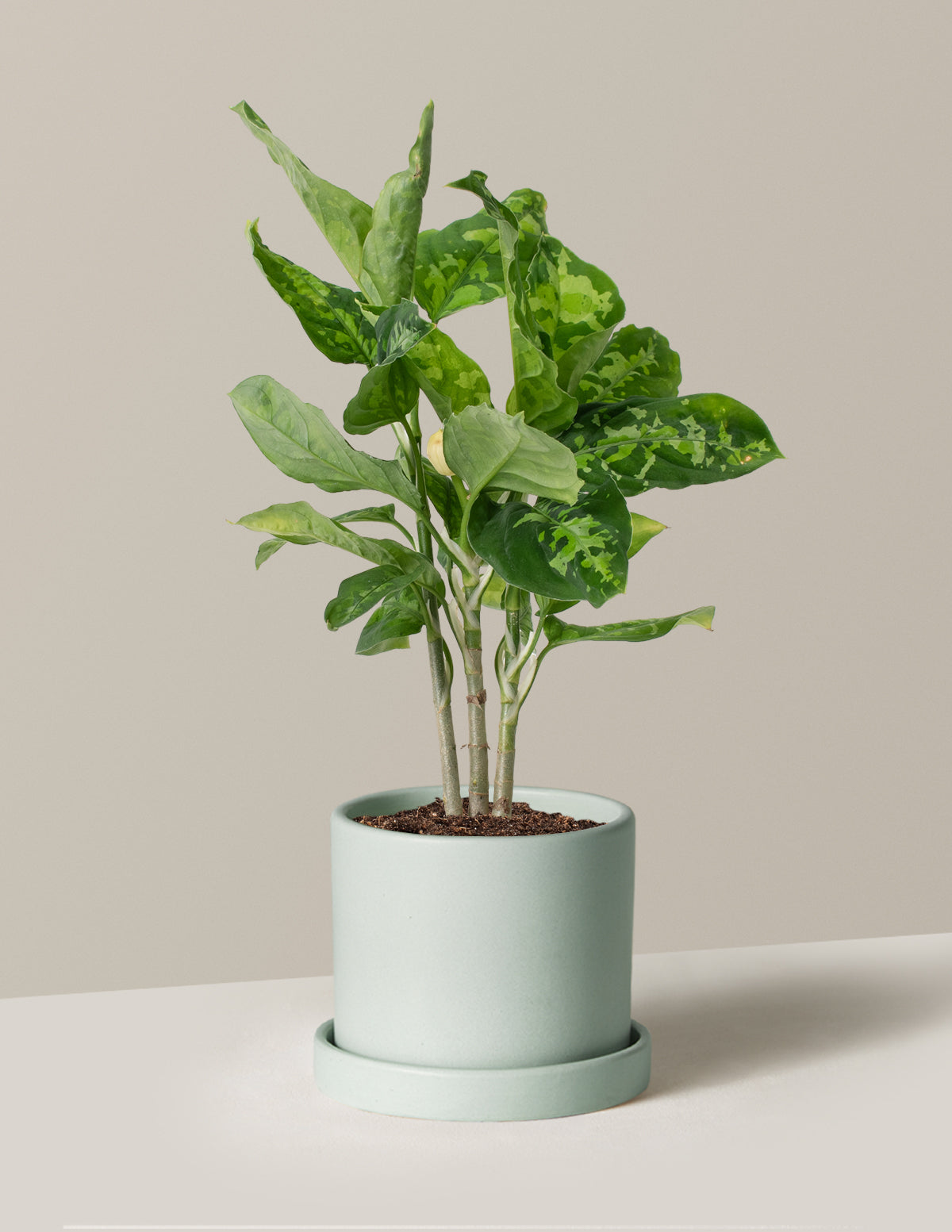  Aglaonema Pictum Tricolor