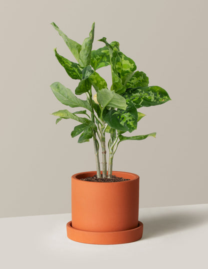  Aglaonema Pictum Tricolor