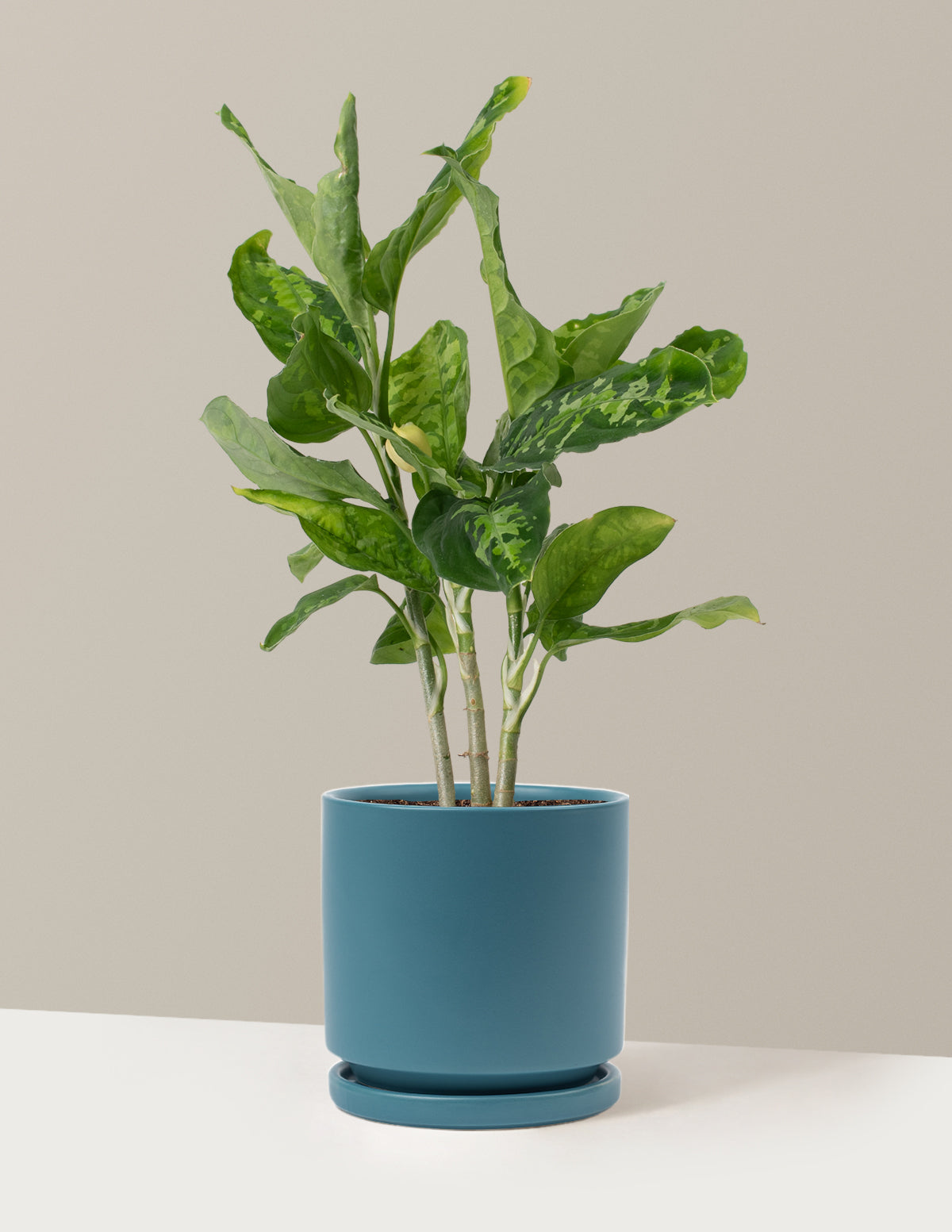  Aglaonema Pictum Tricolor