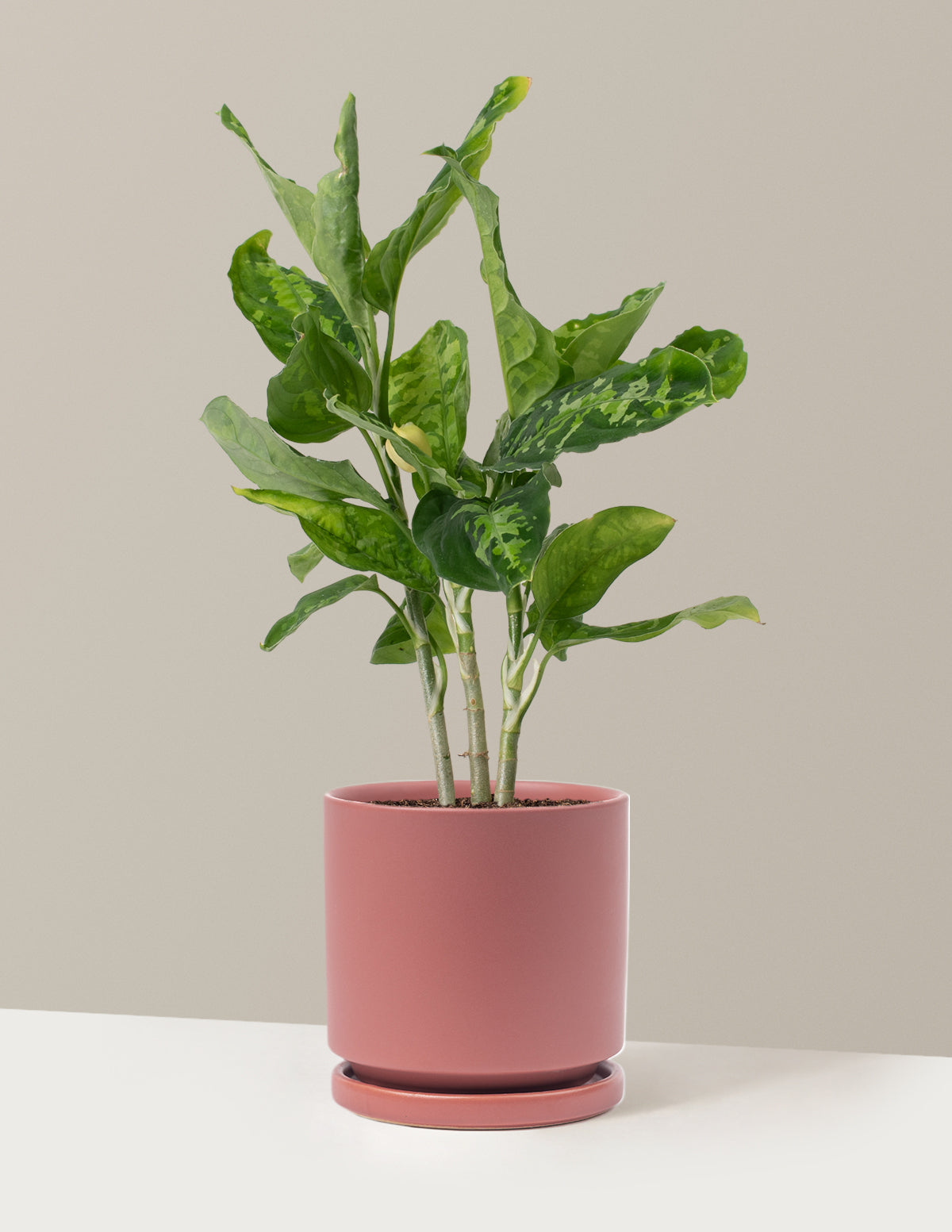  Aglaonema Pictum Tricolor