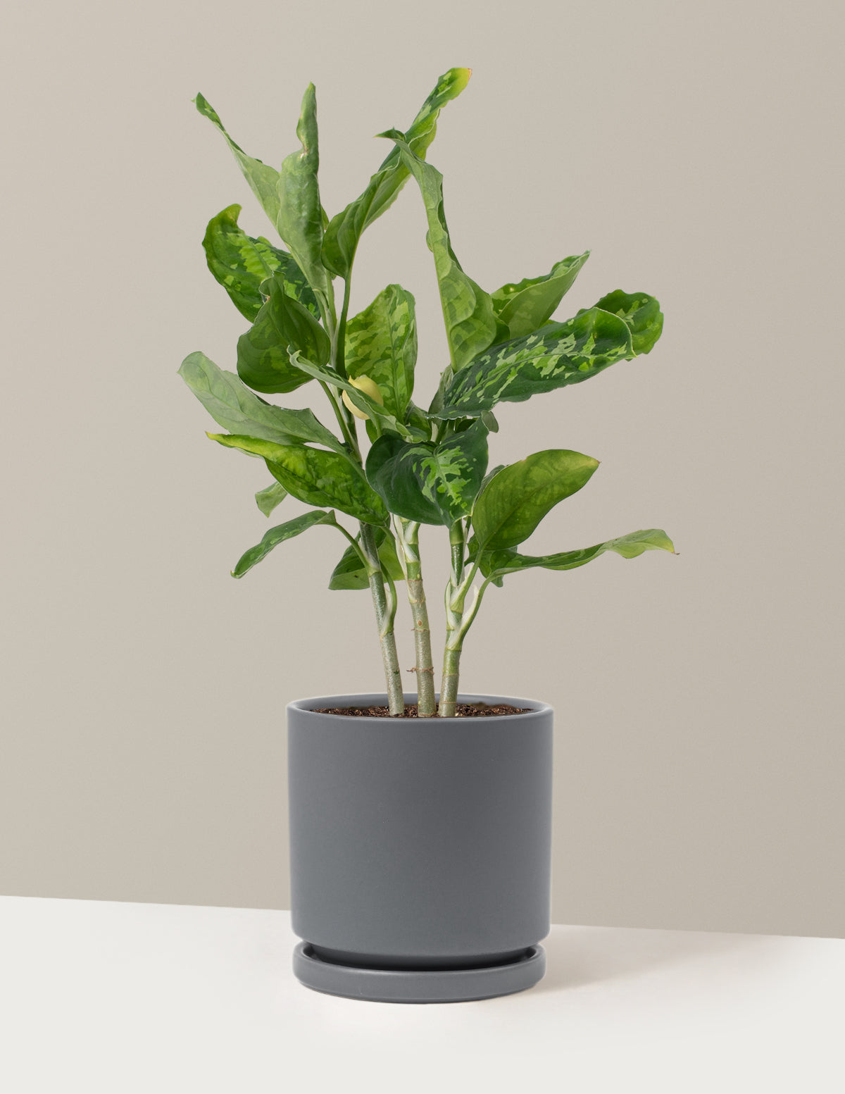  Aglaonema Pictum Tricolor