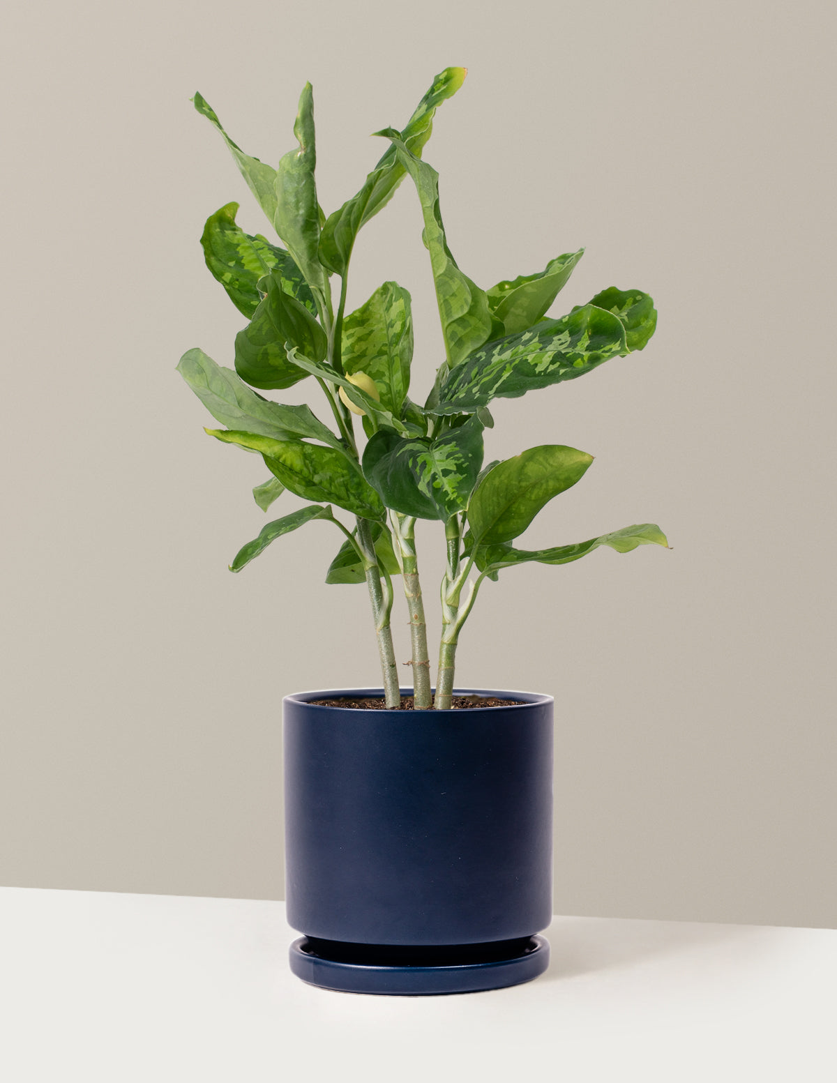  Aglaonema Pictum Tricolor