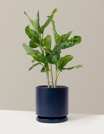  Aglaonema Pictum Tricolor