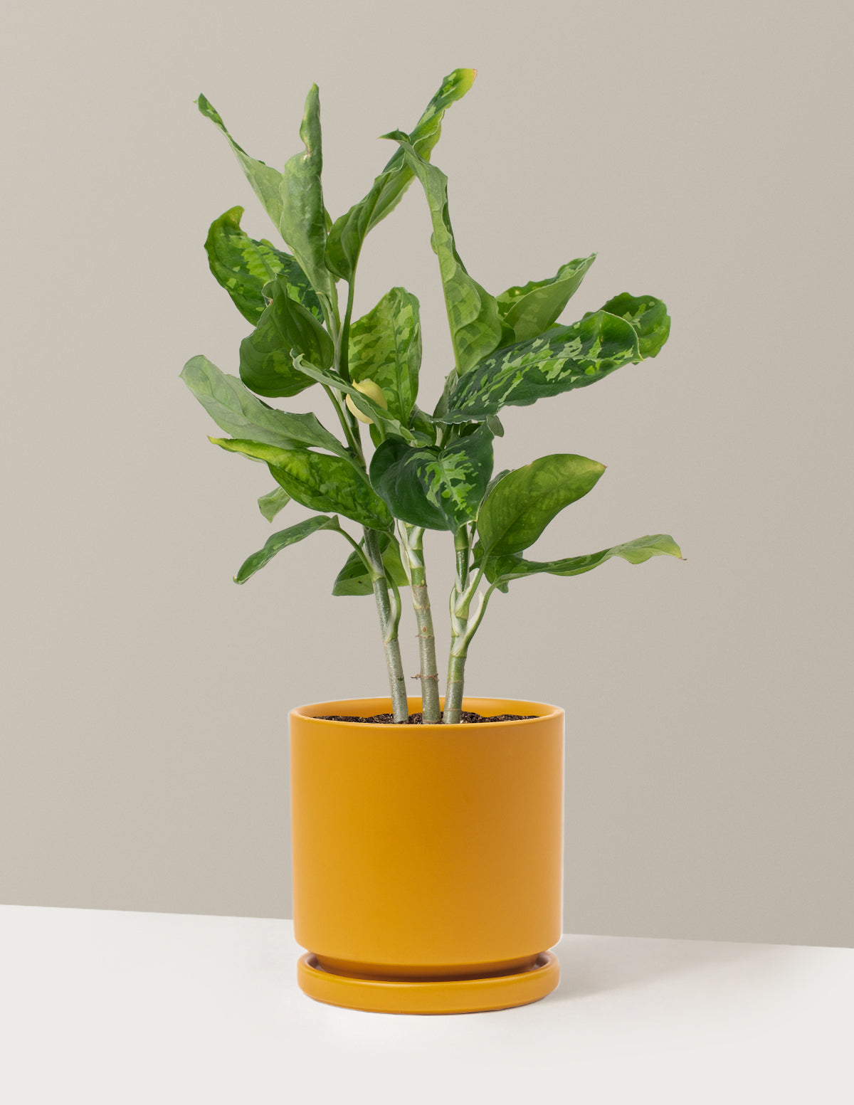  Aglaonema Pictum Tricolor