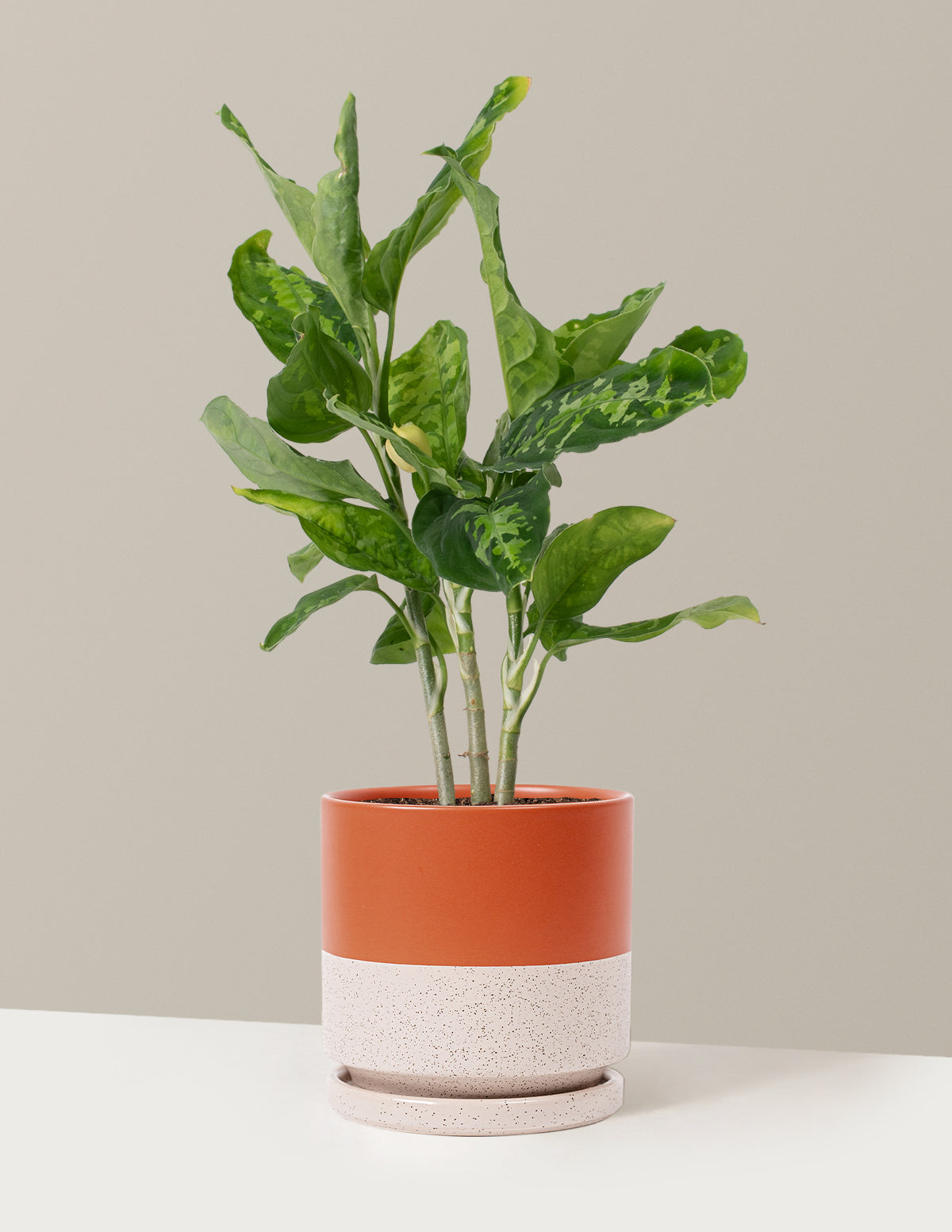  Aglaonema Pictum Tricolor