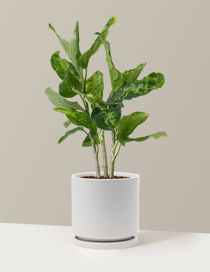  Aglaonema Pictum Tricolor