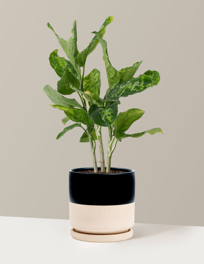 Aglaonema Pictum Tricolor
