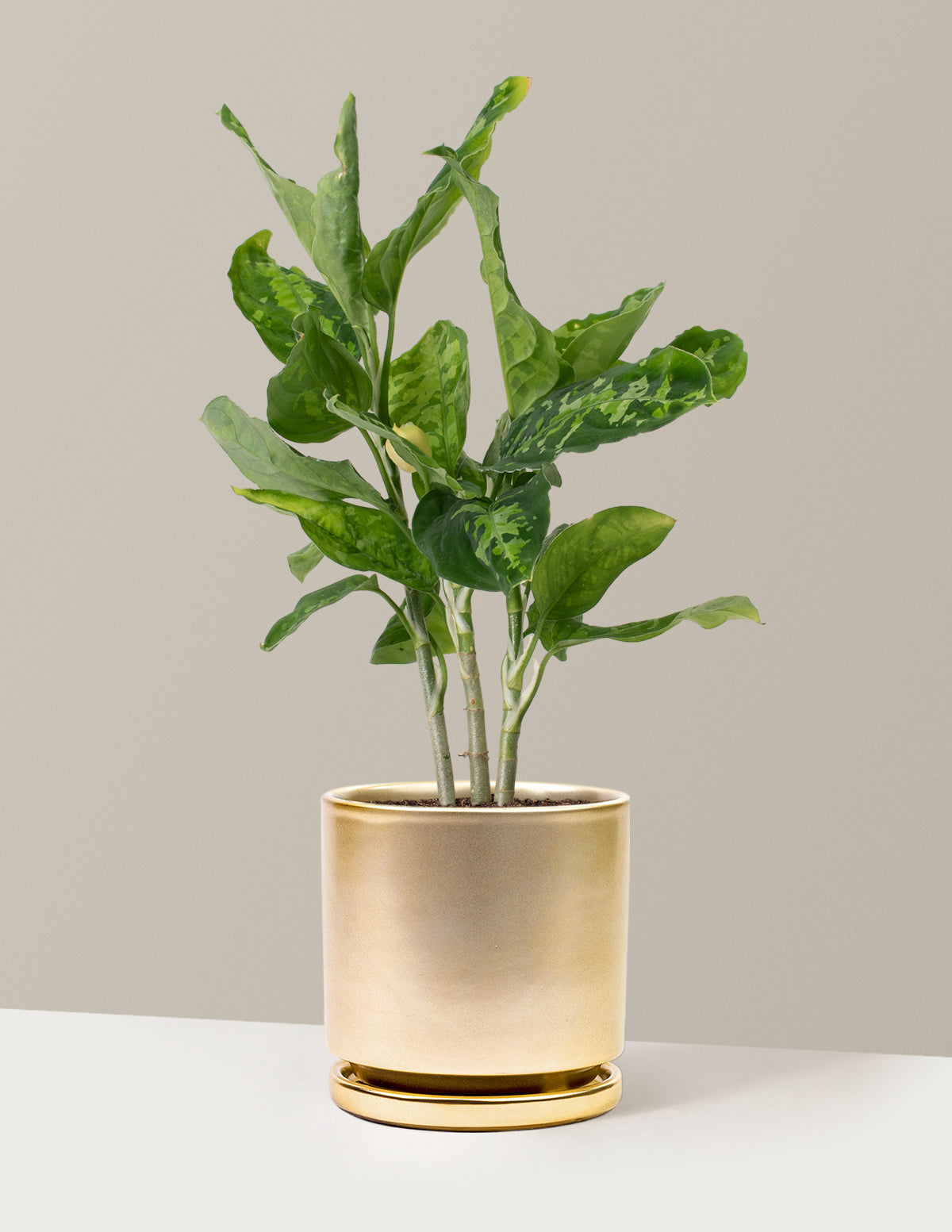  Aglaonema Pictum Tricolor