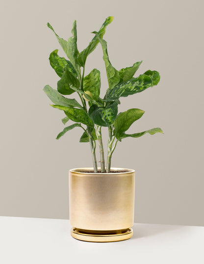  Aglaonema Pictum Tricolor